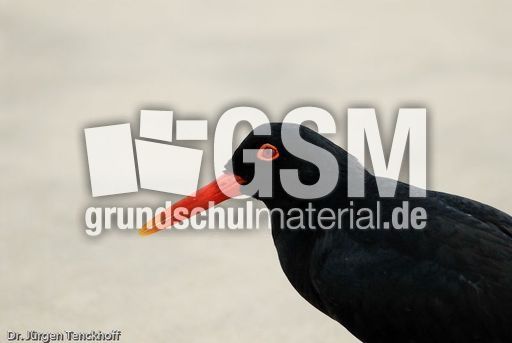 Schwarzer Austernfischer (14 von 14).jpg